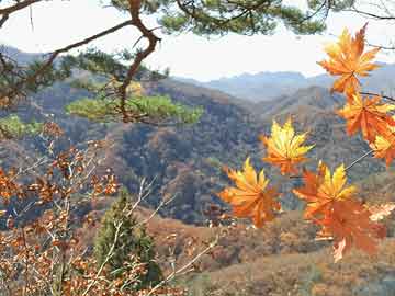 市监总局公布商标行政执法典型案件：恶意注册 “峨眉山”等知名景点商标被罚1.2万